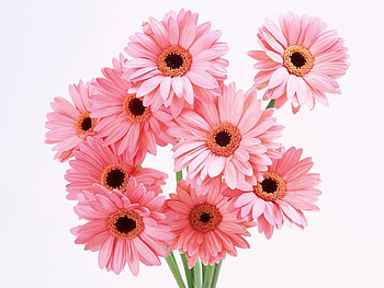 Plants, Flowers, Gerberas HD wallpaper