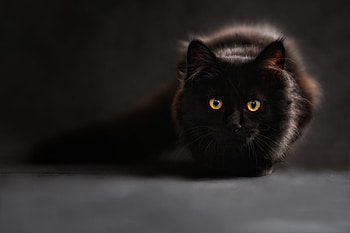 Animals, Cat, Shadow, Sight, Opinion HD wallpaper