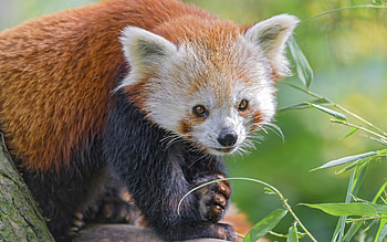 Red Panda, cute, animal, panda, red HD wallpaper