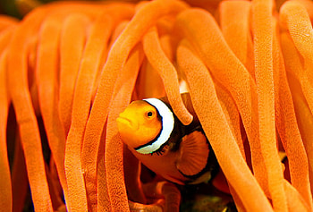 Oh No-It's Raining Again, sea, fish, water, clown HD wallpaper