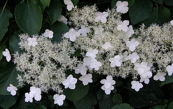 Flowers, Macro, Bloom, Flowering, Hydrangea, Stem, Stalk HD wallpaper
