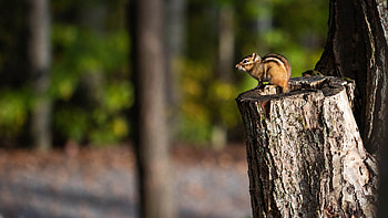 Squirrel Is Sitting On Top Of Tree Trunk In Blur Forest Background Squirrel HD wallpaper