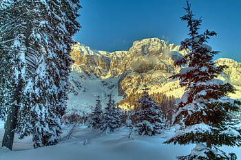 Winter, Nature, Trees, Mountains, Snow, Alps, Austria, Spruce, Fir HD wallpaper