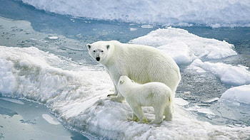 polar bear , High-quality , , Incredible creature HD wallpaper