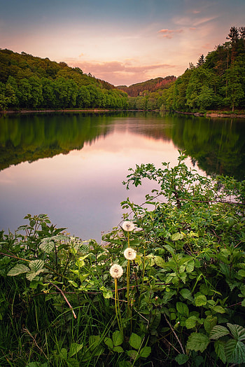 Nature, Grass, Bush, Lake, Reflection, Forest HD phone wallpaper