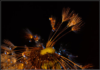 Beautiful, water droplets, wet, flower, dandelion, dew, gold HD wallpaper