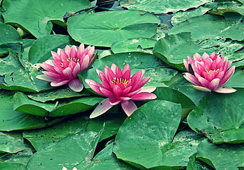Pink flowers, bloom, water lily, leaf HD wallpaper