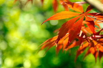 Plants, Leaves HD wallpaper