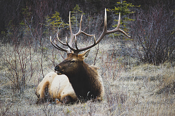 Animals, Grass, Deers, To Lie Down, Lie, Horns HD wallpaper