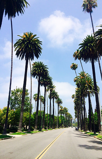 Beverly Hills, Palm trees , Scenery HD phone wallpaper