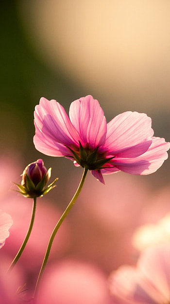Best I , Pink Flower, nature HD phone wallpaper