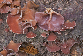 Mature wood ear mushrooms, Park college station Texas, Food HD wallpaper