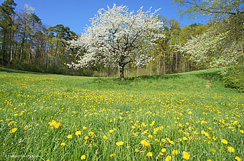 spring joy, dendalion, blossoms, meadow, nature, spring HD wallpaper