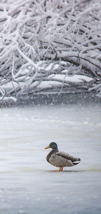 Stunning duck , Top backgrounds, Impressive s, High definition HD phone wallpaper