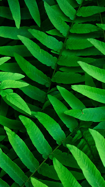 Green leaves , Ferns and leaf, Spring closeup, Nature's beauty HD phone wallpaper