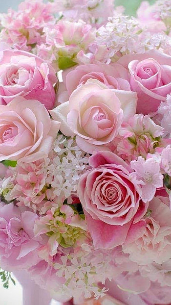 Beautiful Flowers, Pink Roses HD phone wallpaper
