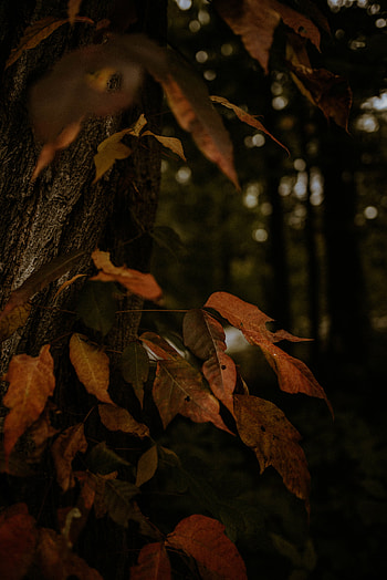 Nature, Trees, Autumn, Leaves, Branch, Dry HD phone wallpaper