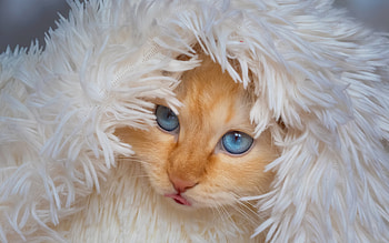 Cat, animal, covers, hide HD wallpaper