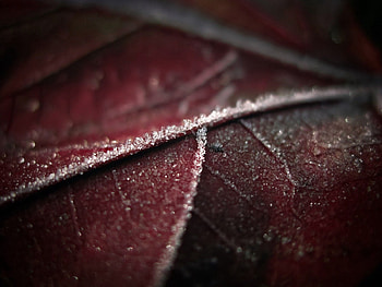 Macro, Sheet, Leaf, Frost, Hoarfrost, Veins HD wallpaper