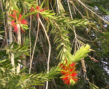 Bottle brush flowers, nature, flowers, bottle brush HD wallpaper