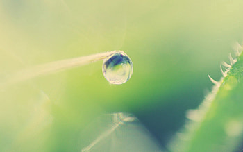 Grass, Macro, Drop, Light Background HD wallpaper