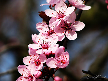 Plants, Flowers HD wallpaper