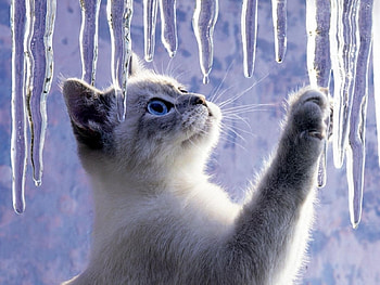 Animals, Cats HD wallpaper