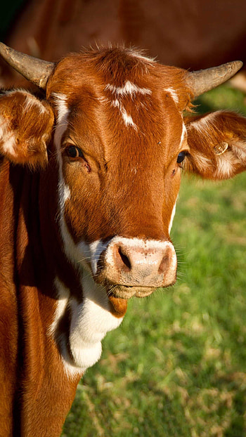 Brown cow , Farm scenes, Countryside aesthetics, Bovine beauty HD phone wallpaper