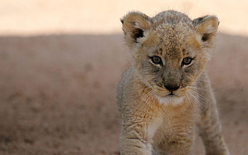 Curious baby lion cubs, Majestic feline, Tiny royalty, Endearing playfulness HD wallpaper