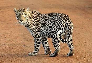 Close-up of a leopard walking on the savannah, showcasing its spotted coat. HD wallpaper