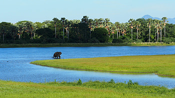 Nyika north Luangwa, Peace parks foundation, Nyika national park HD wallpaper