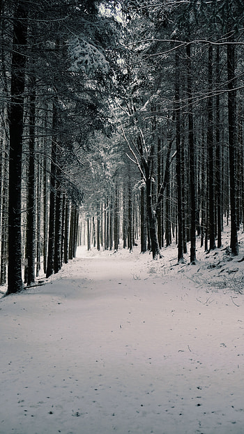 Winter, Nature, Trees, Pine, Snow, Forest HD phone wallpaper