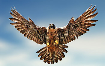 Falcon flight, beauty, Bird HD wallpaper