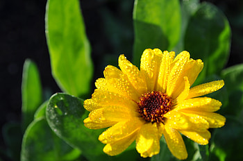 Flowers, Drops, Flower, Bud HD wallpaper