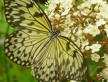 Up close, white, flowers, butterfly HD wallpaper