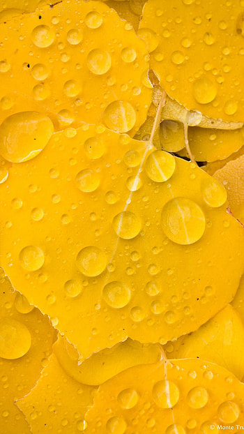 Yellow Colour, Yellow Colour Leaves HD phone wallpaper