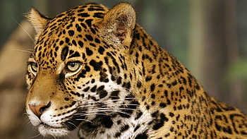 Animals, Jaguar, Spotted, Spotty, Predator, Big Cat, Color HD wallpaper