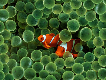Animals, Fishes HD wallpaper