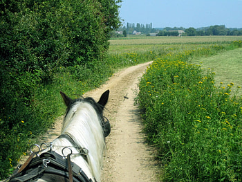little friend, horse, trees, fields, sky, nature HD wallpaper