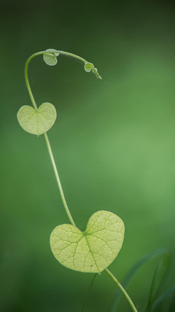 Green Heart, Heart HD phone wallpaper