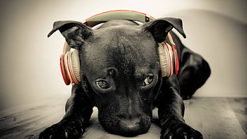 Dog music, pay, dog, dogs, cute, puppies, beauty, music, dog face, animals, adorable, sweet, beautiful, playful, playful dog, puppy, pretty, face, lovely, bubbles HD wallpaper