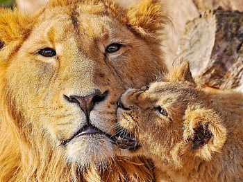 Animals, Young, Muzzle, Lion, Playful, Care, Joey HD wallpaper