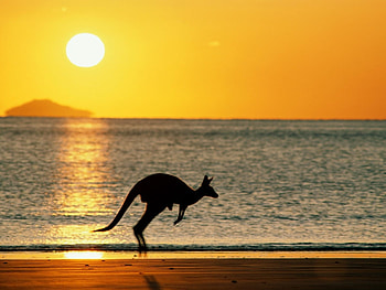 Animals, Landscape, Nature, Sun HD wallpaper