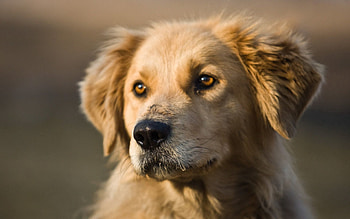 Animals, Dog, Muzzle, Puppy, Ears, Waiting, Expectation HD wallpaper