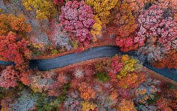 Winding Autumn: Aerial Road Through a Colorful Forest, Aerial graphy, Tree HD wallpaper