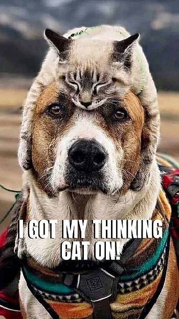 Cat thinking hat, memes, dog HD phone wallpaper