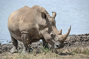 Love journey, Cross-continental quest, Majestic white rhino, Travel adventure HD wallpaper