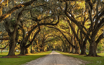 Avenue, trees, road, alley, path HD wallpaper
