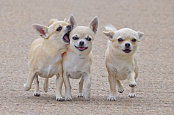 Dogs, sweet, pay, puppies, cute, beautiful, beauty, playful, playful dog, puppy, dog face, pretty, animals, face, bubbles, lovely HD wallpaper