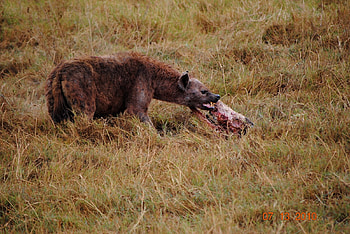 Hyena, eating, hyenas, wildlife HD wallpaper